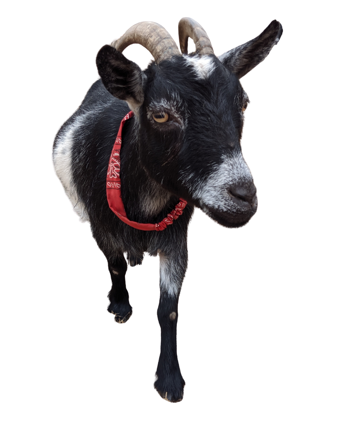 Dirt Dorks goat mascot